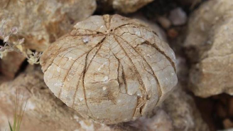 Adıyamanlı çoban sosyal medyada paylaştı! Müze yetkilisi fark etti: 85 milyon yıllık...