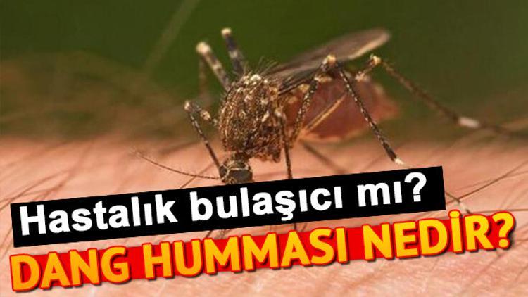 Dang humması nedir? Dang humması bulaşıcı mı?