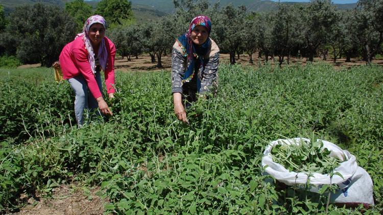 Şarköy'den 7 ülkeye ihraç ediliyor