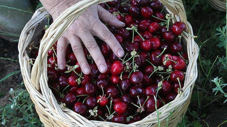 İnegöl'de yetişen kirazı İngiliz Kraliyet ailesi yiyor