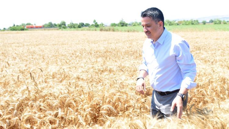 Bakan Pakdemirli, Büyükçekmece'de buğday hasadı yaptı
