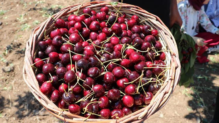 Türkiye'den Çin'e yılın ilk kirazı gönderildi