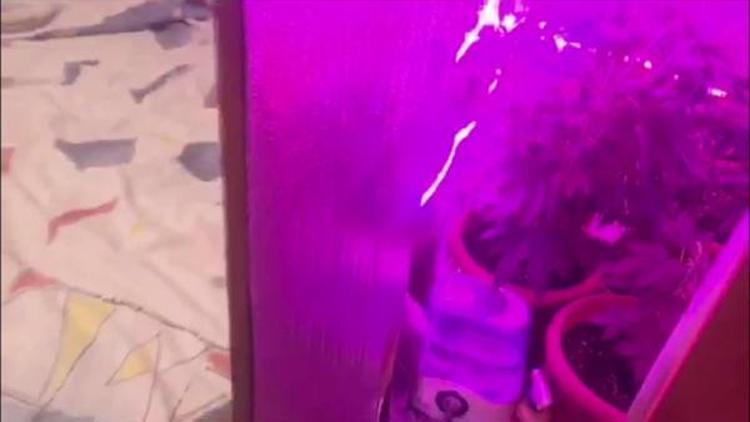 Giysi dolabından uyuşturucu serası çıktı