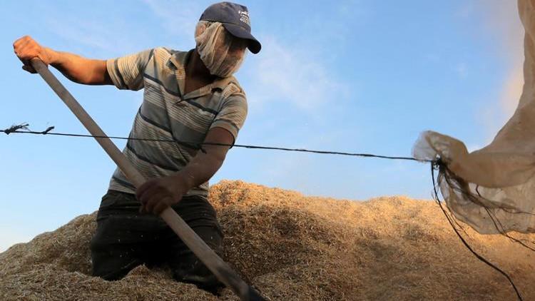 Olumsuz hava şartları Çukurova çiftçisini üzdü