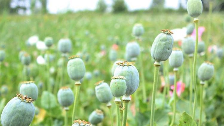 Hindistan'a haşhaş tohumu ihracatındaki kesinti giderildi