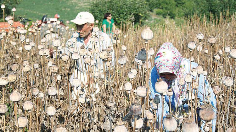 12 ilde 70 bin üretici haşhaş ekiyor