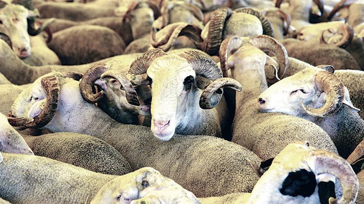 Kurban Bayramı öncesi sıkı denetim geliyor