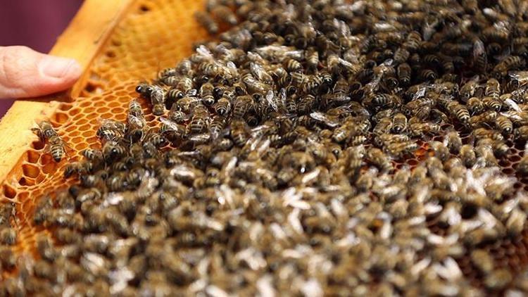 Siirtli arıcılar "propolis" üretimine yöneliyor