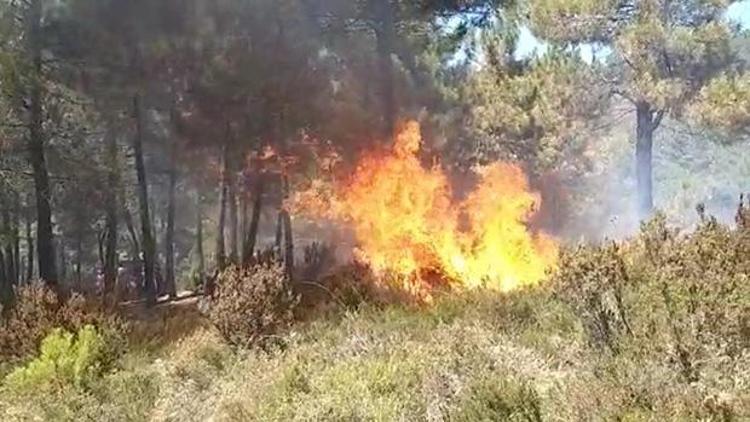 son dakika sultanbeyli de orman yangini son dakika flas haberler