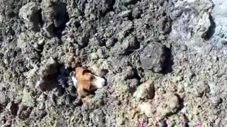 Toprağın altında kalan köpeği zabıta kurtardı