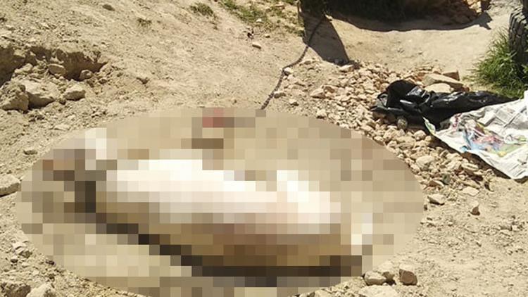 'Havlıyor' diye köpeği katletti, sözleri çileden çıkardı