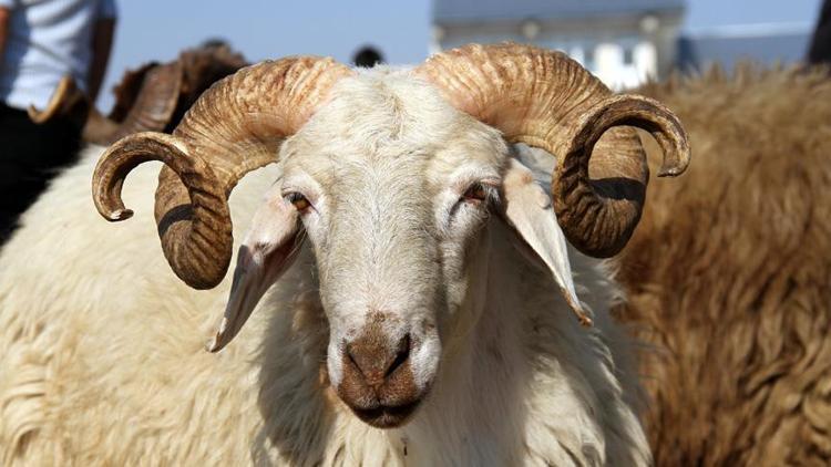 Kızılay 2019 kurban vekalet bedelini açıkladı