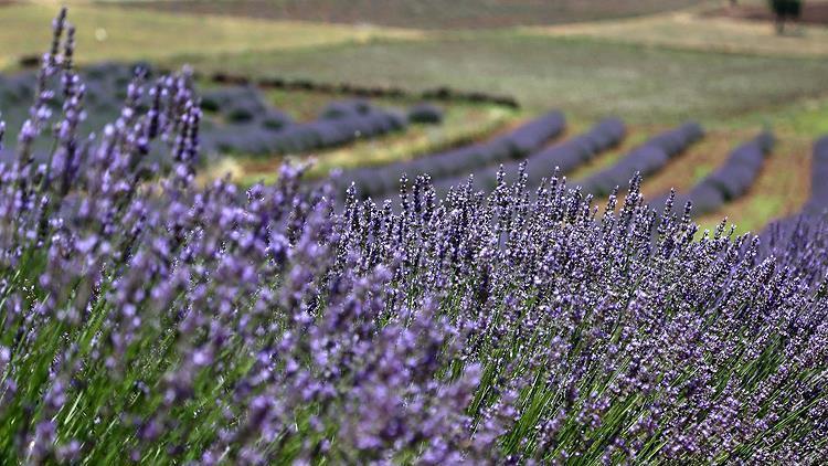 Türkiye'nin en büyük adası "lavanta" kokacak