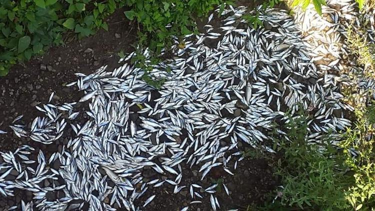 Binlercesi ölmüştü! Sebebi belli oldu