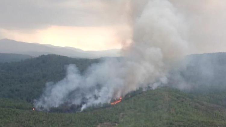 Muğla'da orman yangını