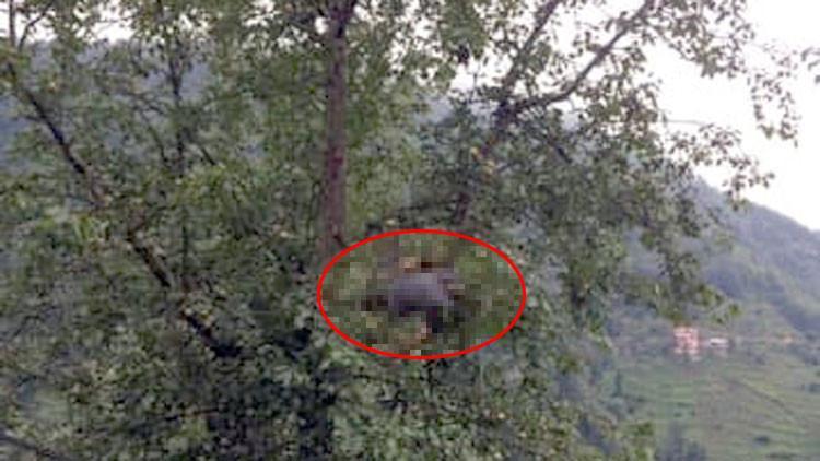 Armut toplamaya çıktığı ağaçta feci şekilde can verdi!