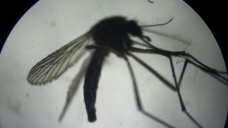 haberler istanbul da sivrisineklerden virus mu bulasiyor saglik bakanligi acikladi