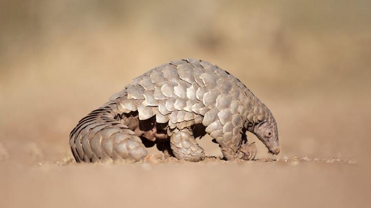 Pangolin nedir?