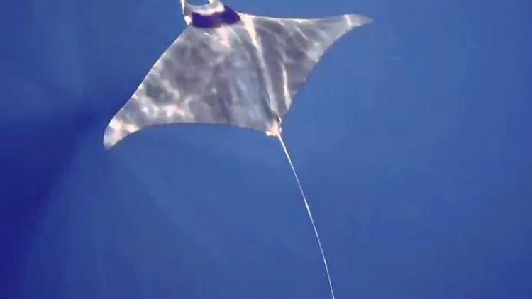 Gökçeada'da manta vatozu görüntülendi