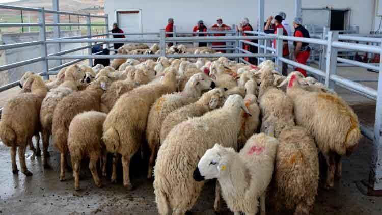 İstanbul Valiliğinden 'Kurban Bayramı' uyarısı