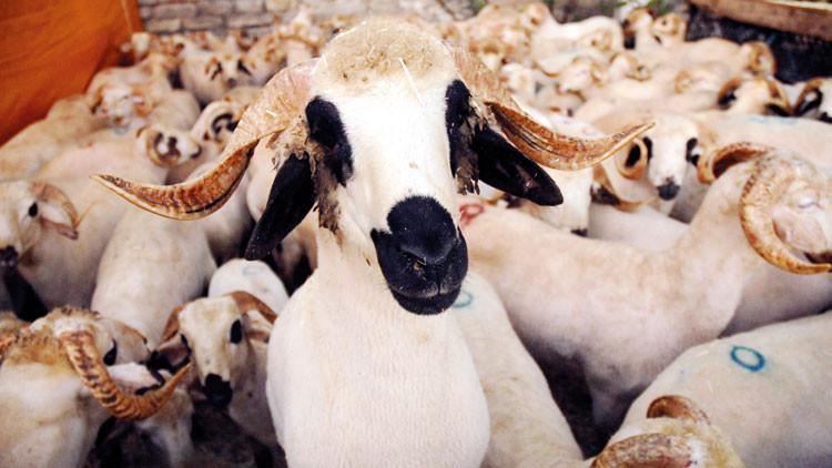 Kurban derisinde 25 milyonluk israf