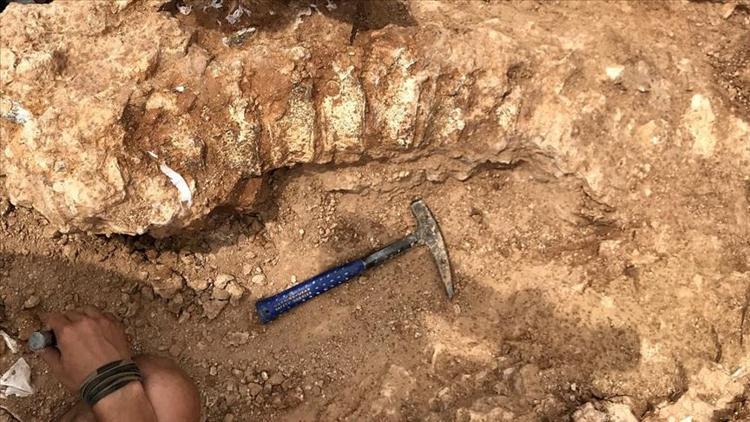 Yeni Zelanda'da insan boyunda penguen fosili bulundu
