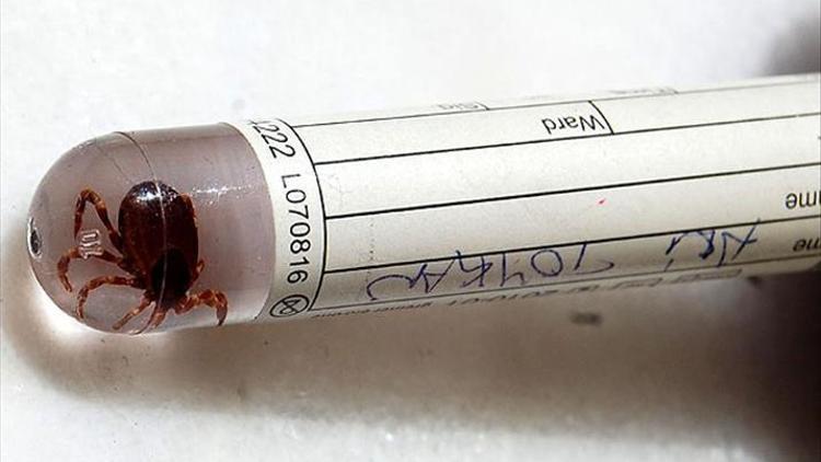 Lyme hastalığı nedir?