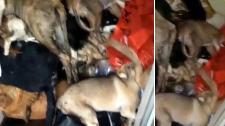 Antalya'daki barınakta dehşete düşüren görüntüler
