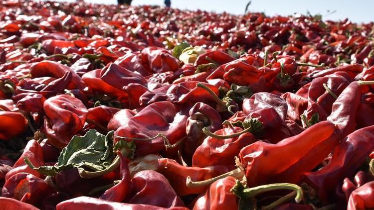 Biber mesaisinden ev ekonomisine katkı