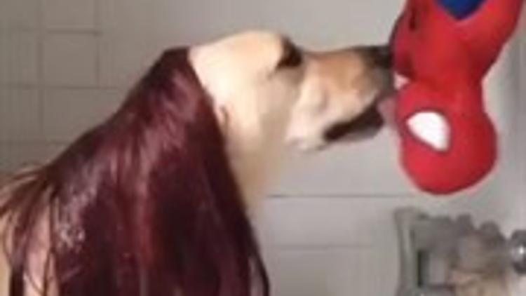 Filmlere Özenen Köpekten Romantik Öpüşme Sahnesi