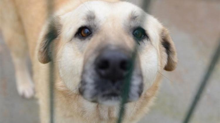 Zorlu Kış Koşullarında Barınak Köpeklerine Yardım Eli