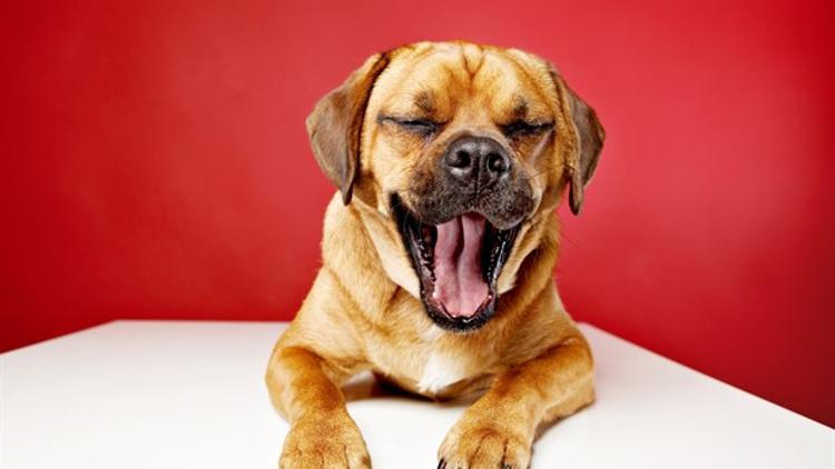 Köpeklerinin Yememesi Gereken 6 Besin