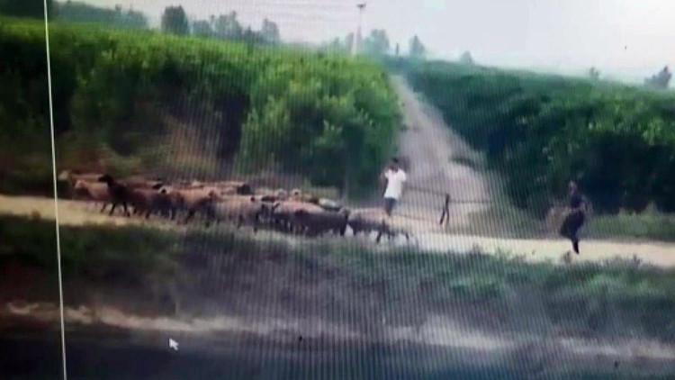 Adana'da akılalmaz hırsızlık! Koyunları otlata otlata çaldı