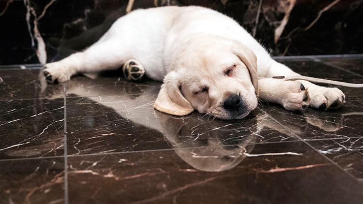 Köpek yavrusu, kadını silahla vurdu