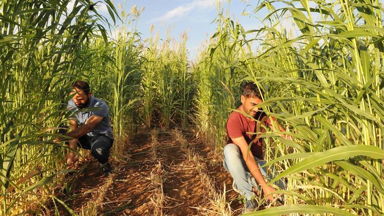 Pilot üniversiteden biobenzin üretimine destek