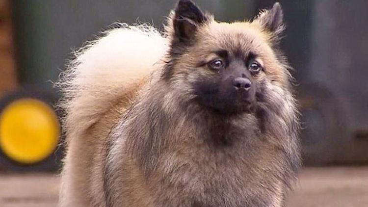 Kahraman köpek GuccI