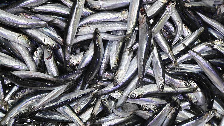 Karadeniz'de hamsi fiyatı düştü