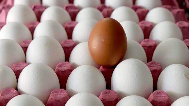 Ağustosta 1.6 milyar adet tavuk yumurtası üretildi