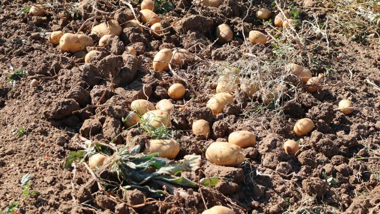 Hasadı yapıldı! 2021'de piyasaya sürülecek