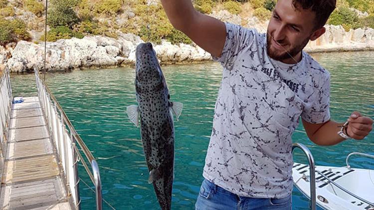Karadeniz'de balon balığı tehlikesi