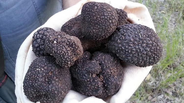 Trüf mantarı üretiminde 60 kat artış hedefi