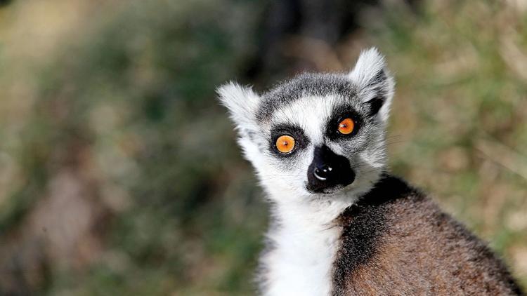 Mutlu yıllar lemurlar