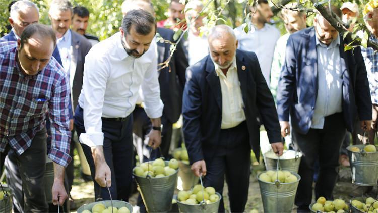 Kadına şiddete dikkat çektiler! Belediye Başkanı ve muhtarlar armut topladı