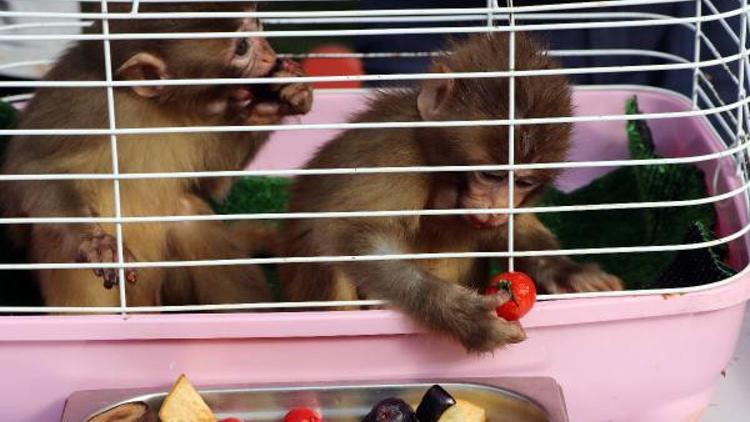 Sınırda yakalanan maymunlara 'Fıstık' ve 'Zeytin' ismi verildi