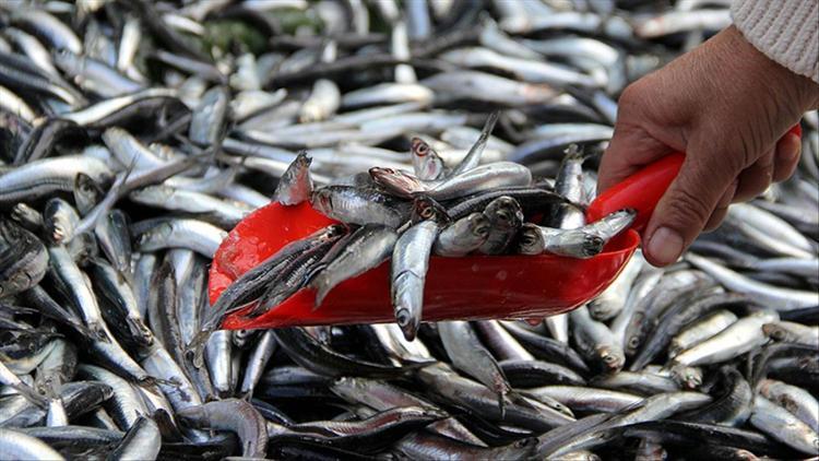 Karadeniz'de hamsi bolluğu yaşanıyor