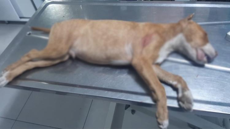 Vahşet! Tartıştığı gençlerin köpeğini bıçaklayarak öldürdü