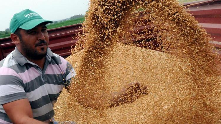 Buğdayda 21,5 milyon ton üretim hedefleniyor