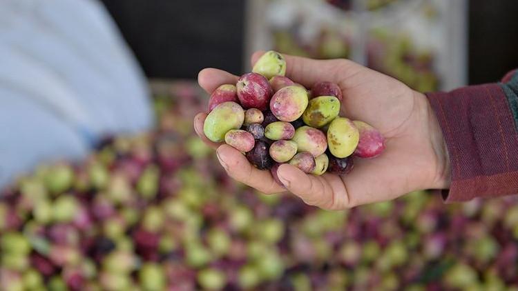 Zeytin üreticisinde keyifli hasat