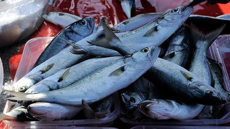 Lüfer Marmara'da balıkçının yüzünü güldürmeye başladı