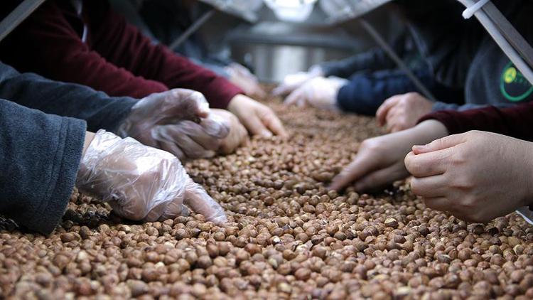 Ticaret borsalarında 2 ayda yaklaşık 347 bin ton fındık işlem gördü